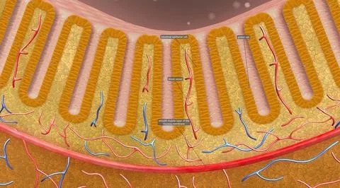 Mucous is another name for the mucous membrane. The mucosa covers the inside  Stock Illustration
