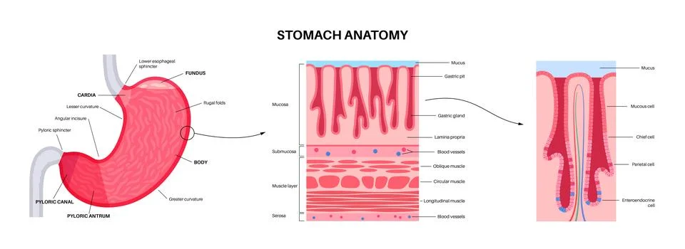 Mucous membrane structure Stock-Illustration