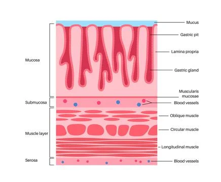 Mucous membrane structure 库存插图
