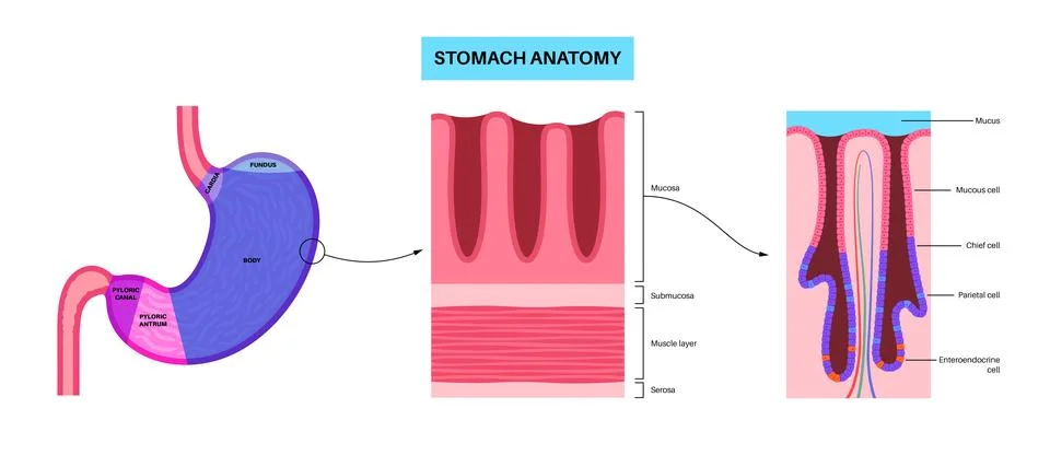 Mucous membrane structure Stock-Illustration