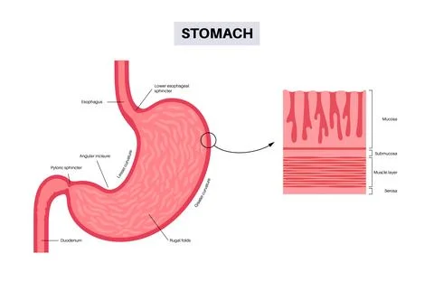 Mucous membrane structure Stock-Illustration