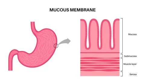 Mucous membrane structure Ilustración de archivo