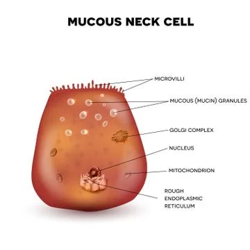 Mucous neck cell Stock Illustration