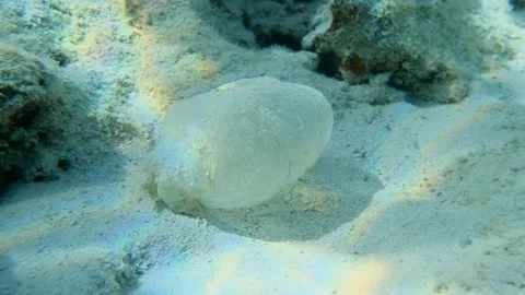 Mucus cocoon or slime sleeping bag of Parrotfish near a coral reef Stock Footage 146699146