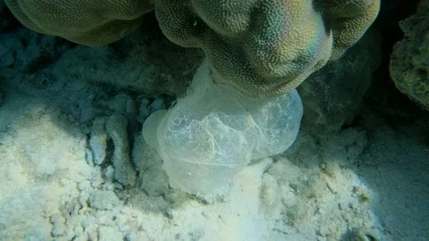 Mucus cocoon or slime sleeping bag of Parrotfish near a coral reef Stock Footage 147218740