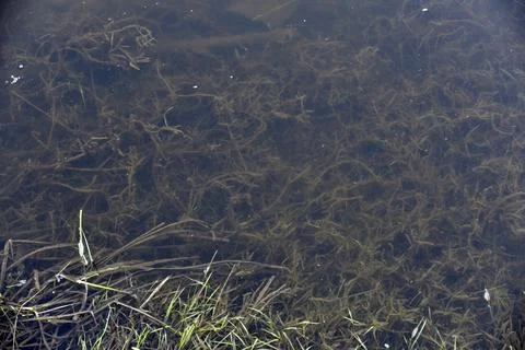 Mud and algae in the river in spring Stock Photos