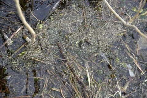 Mud and algae in the river in spring Foto stock