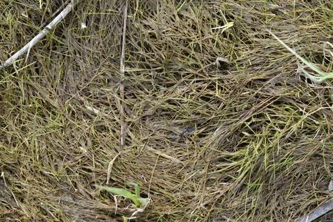 Mud and algae in the river in spring Foto stock