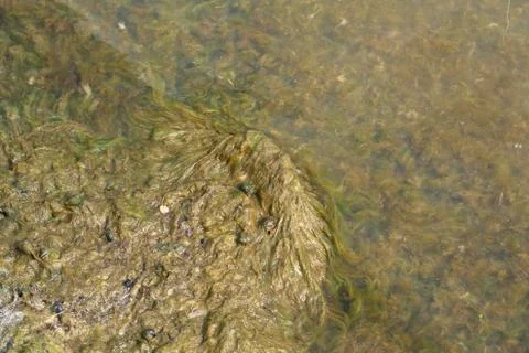 Mud and algae with shells of snails Stock-Fotos