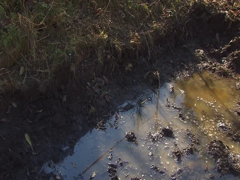 Mud and Muddy Pool Close up Stock Footage 124623604