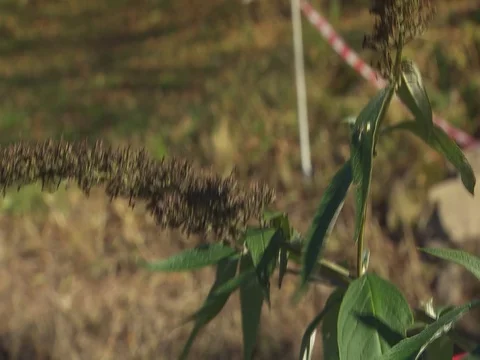 Mud and Muddy Pool, Crazy video of obstacle and American flag Stock Footage 124623664