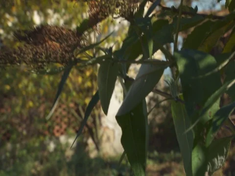 Mud and Muddy Pool, Crazy video of obstacleon green grass yard Stock Footage 124623682