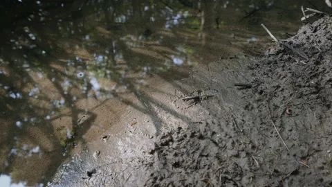 Mud and water with tree reflections Stock Footage 134462429