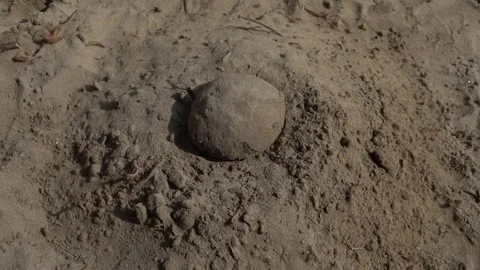 Mud Ball Splashes on Sandy Beach Stock Footage 310429780