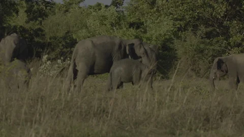 Mud bathing elephants Stock Footage 294437221