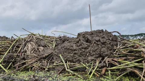 Mud Blocks And Weeds Weighted On Jute Bundles For Quick Retting Stock Footage 340488671
