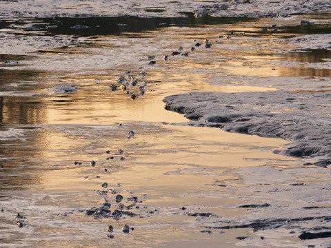 Mud at the bottom of the pond Stock-Footage 82652335