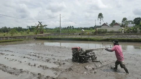 Mud Churning Machine Rice Field Bali Video stock 211935736