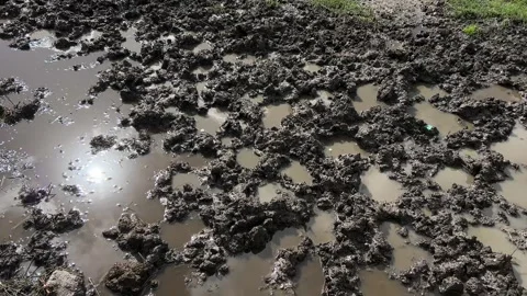 Mud covered rural ground with shallow standing water, broken clumps of wet Stock Footage 345680699