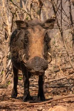 Mud Covered Warthog Looking at the Camera in Kruger National Park, South Africa Stock Photos