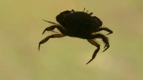 Mud Crab crawling Stock-Footage 70793084