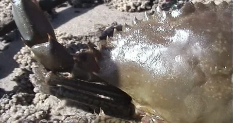 Mud crab Stock Footage 242734769