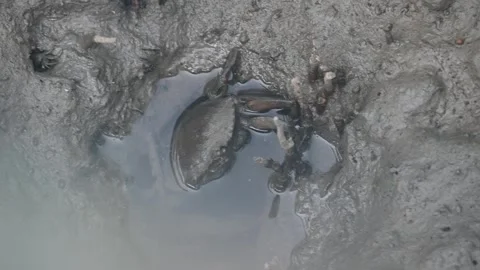 Mud crab resting in a puddle in Sundarbans national park Stock Footage 269791083
