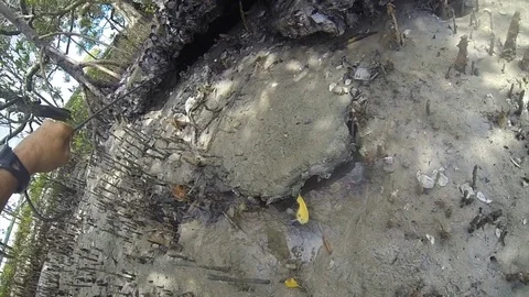 Mud Crabbing Stock Footage 103963150