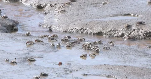 Mud Crabs Scuttle Across and Feed on the Mud Stock Footage 253828831