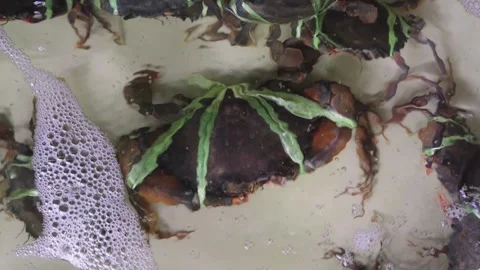 Mud crabs tied with green plastic string submerged in a bubbling water tank.. Stock Footage 342385787