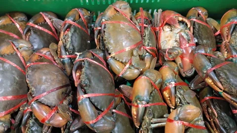 Mud Crabs tied with a red rope in a green basket at a local seafood market. Stock-Footage 318733376
