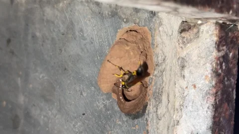Mud-dauber bee patiently builds a delicate mud nest with remarkable precision Stock Footage 337147635