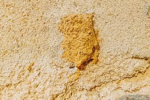 Mud dauber insect nests from the ground on stone walls Stock Photos