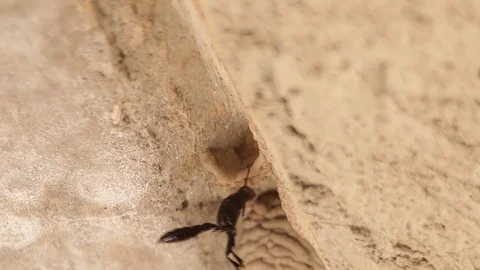 Mud dauber wasp building their nest and interacting Stock-Footage 118609441