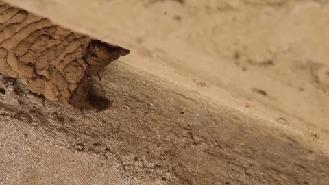 Mud dauber wasp building their nest and interacting 動画素材 118609475
