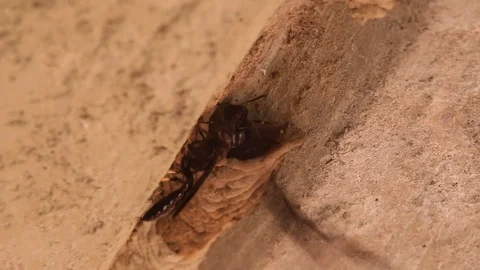 Mud dauber wasp building their nest and interacting Stock-Footage 118609532