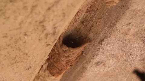 Mud dauber wasp building their nest and interacting Stock-Footage 118609558