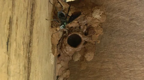 Mud-dauber wasp, Laos Stockbeeldmateriaal 64856301
