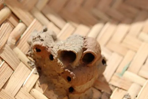 Mud dauber wasp nest built on a woven basket close up view Stock Photos