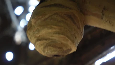 A mud dauber wasp nest Stock Footage 311730087