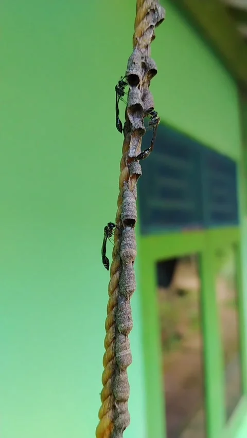 Mud dauber wasp nest made of mud on a rope Stock Footage 330539641