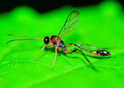 Mud dauber wasp Stock Photos