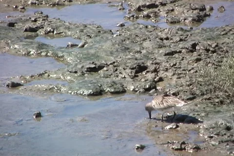 Mud flat bird Stock Footage 353630