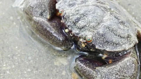 Mud-flat crab Stock Footage 300750349