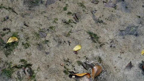 Mud Flat Scene With Fiddler Crabs and Fallen Leaves Stock Photos