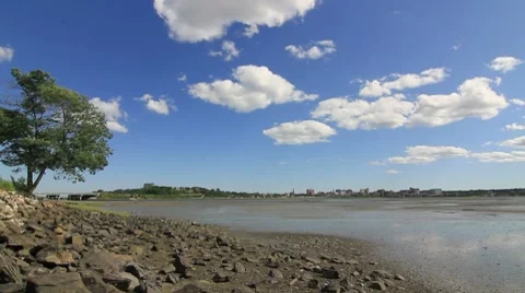 Mud flats water tree Stockbeeldmateriaal 8555495