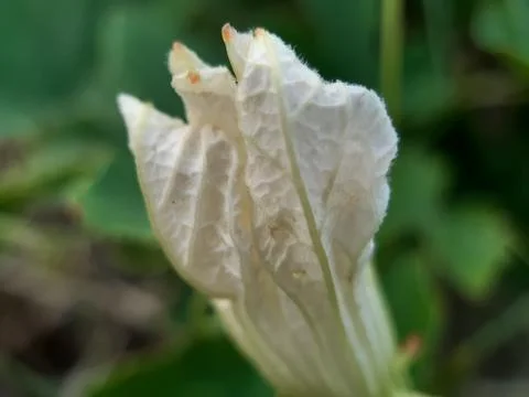 Mud flowers buds. Stock Photos