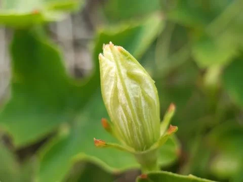 Mud flowers buds. Stock Photos
