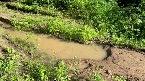 Mud forest road after heavy rain Stock Footage 277592075