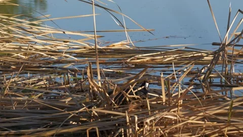 A Mud Hen bird making a nest on a pond Stock Footage 335470375